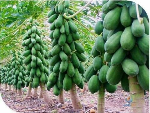 Common Papaya Plant, Color : Green, Packaging Type : Polly Bag
