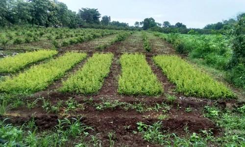 Pomegranate Plant, Color : Green