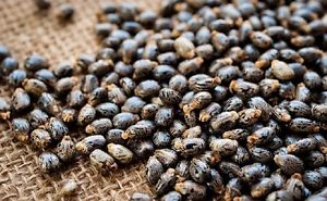 Castor seeds, Moisture : 9%