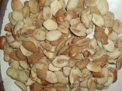 Irvingia gabonensis seeds, Form : Solid, Packaging Size : 20kg
