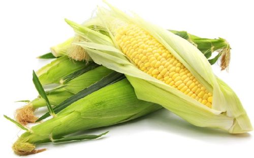 Yellow Corn, For Food Grade Powder, Style : Fresh