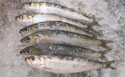 Frozen Sardine Fish