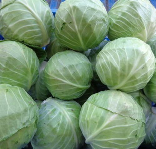 Organic Fresh Cabbage