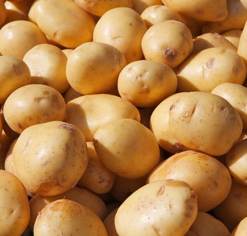 Organic Fresh Potato