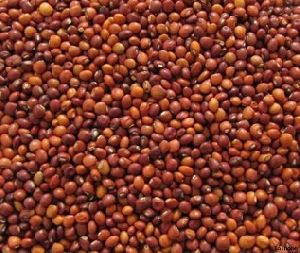 Organic Pigeon Peas, Color : Brown