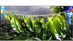 Pure Natural Seaweed Extract