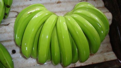 Organic Fresh Banana, Color : Green