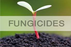 Fungicide Agro Chemical, For Agriculture, Purity : 99.9%