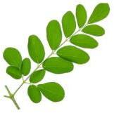 Moringa Fresh Leaves, Color : Green