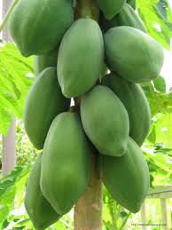 Organic Fresh Papaya