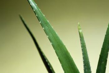 Organic Aloe Vera Leaves, Packaging Type : 250 Grams, 500 Grams, 1 Kilogram
