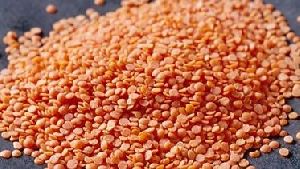Organic Red Lentils, Packaging Type : Packed In Plastic Bags