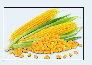 Yellow Corn Seeds