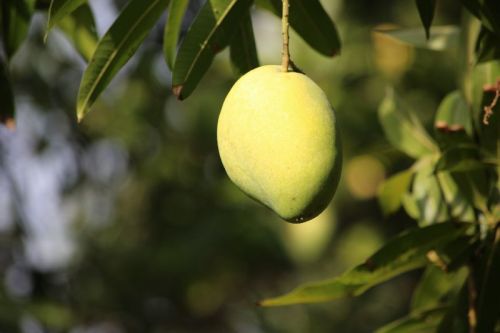 ORGANIC Banganapalli Mangoes, Color : YELLOW