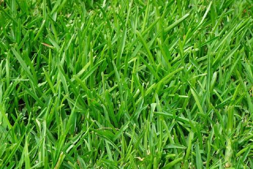 Organic Natural Grass