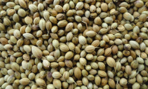 Coriander Seeds, Purity : 98 %