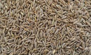 Cumin Seeds, Color : Pale Green