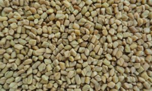 Fenugreek Seeds, Color : Caramel To Light Yellow