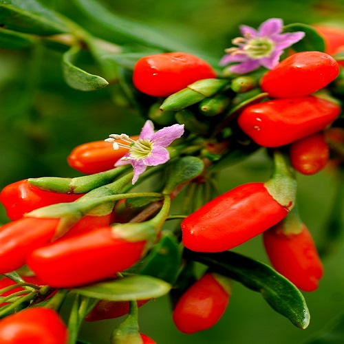 Goji Berry