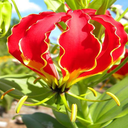 Organic Gloriosa Superba