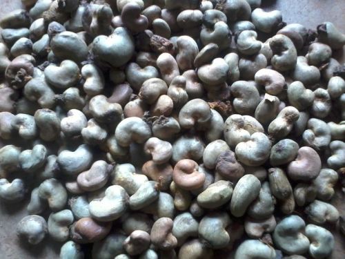 Raw Cashew Nuts for Food