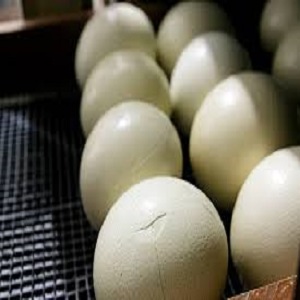 Fertile Ostrich Eggs