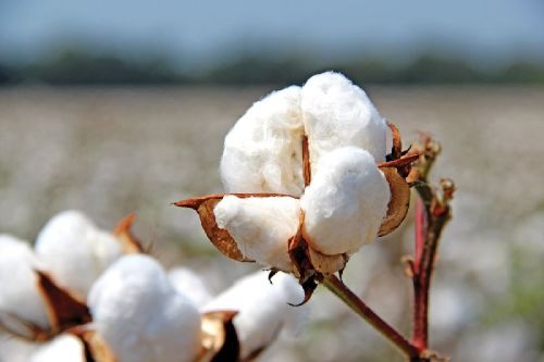 Raw Cotton, Color : White