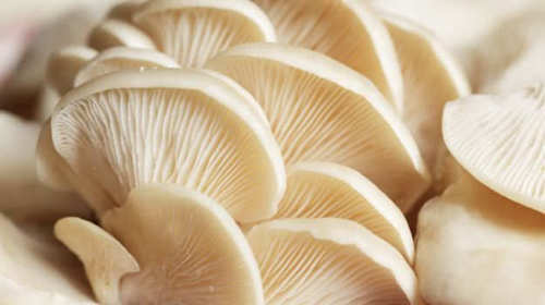 Organic Fresh Oyster Mushroom, Color : White