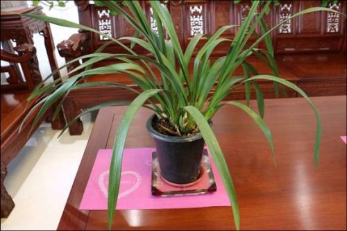 Festival Love PVC Eat Mat