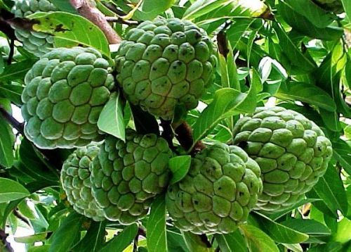 Fresh Custard Apple (Sitaphal)