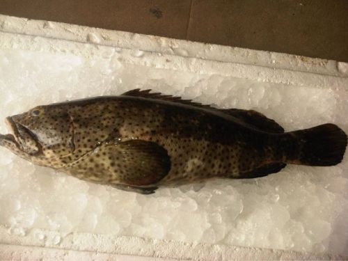 Black Spotted Grouper