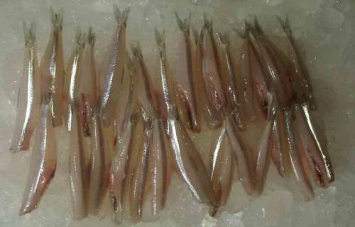 Fresh Anchovy