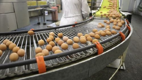 Chicken eggs, Brand Name : all brands, Certification : usda