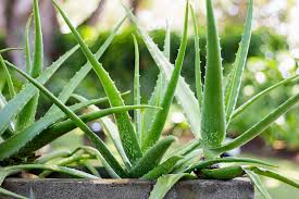 Organic Aloe Vera Plant, Feature : Insect Free - Easy To Grow