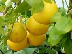 Organic Fresh Lemon