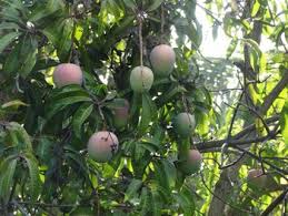 Organic Fresh Sindhuram Mango