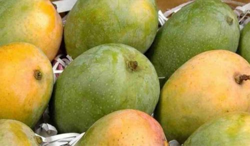 Organic Fresh Kesar Mango