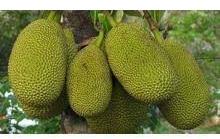 Antique Jackfruit