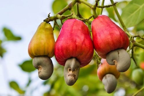 Organic Fresh Cashew Apple, Certification : FSSAI Certified