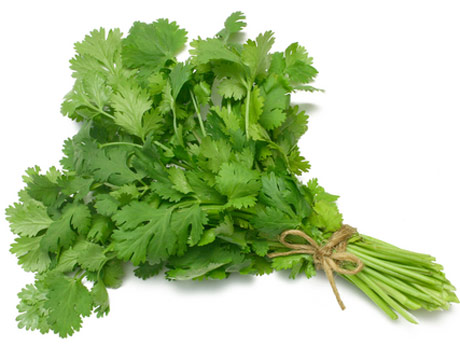 Fresh Coriander Leaves, Color : Green