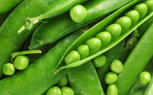 Fresh Green Peas, For Cooking