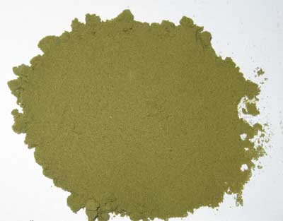 Bacopa Monnieri Extract