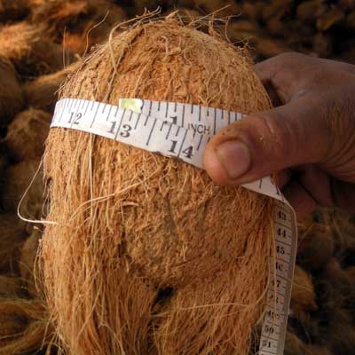 Fresh coconut, Packaging Type : Loose, Gunny Bag