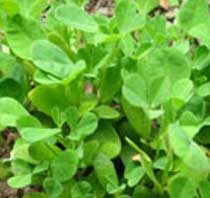 Fenugreek Leaf