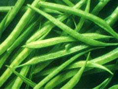 Guar Beans