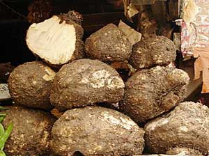 Fresh Yam, Shelf Life : 15-20days