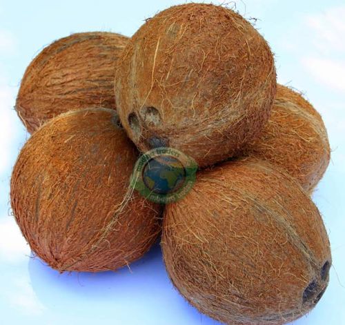 Dry Coconuts, Packaging Type : Natural
