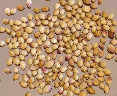 Coriander Seeds