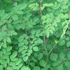 Moringa Dry Leaf