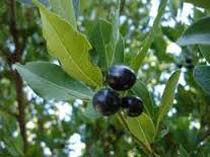 Laurel Berry Oil